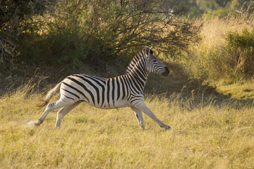 Fototapeta na wymiar Zebra running, Botswana