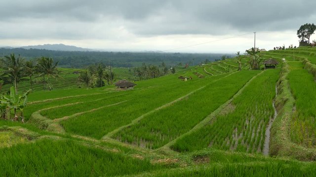Jatiluwih rice terraces, Tabanan, Indonesia