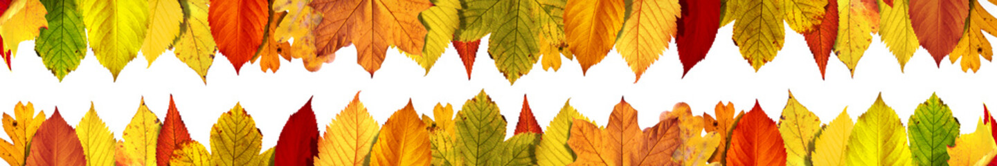 Goldener Herbst auf weissem Hintergrund