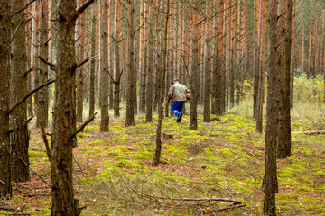 Obraz premium Man collects mushrooms in autumn forest.