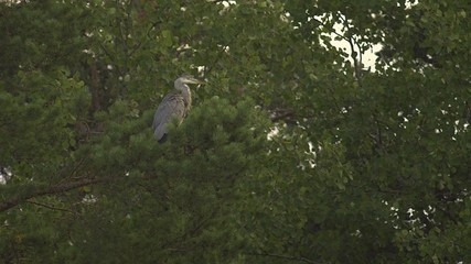 Heron in a pine tree