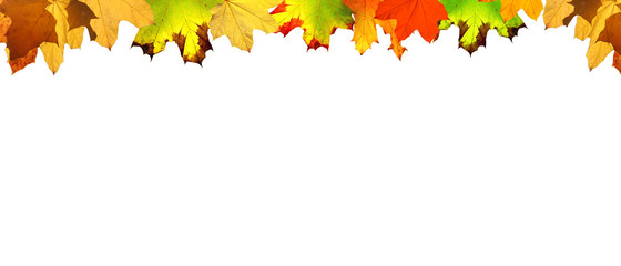 Goldener Herbst auf weissem Hintergrund