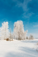 Obraz na płótnie Canvas winter landscapes