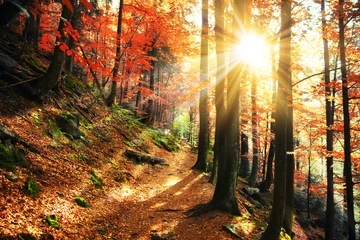 Goldener Herbst © Thaut Images