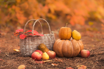 Still life of harvest fruit and vegetables. A composition of pumpkins, pears and red apples with basket in the autumn orange forest.