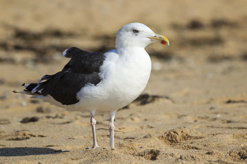 Kelp Seagull