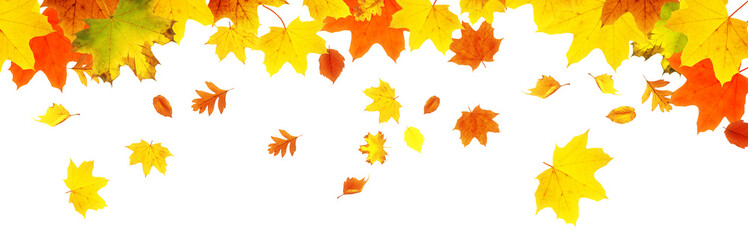 Goldener Herbst auf weissem Hintergrund