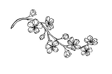 Branch of sakura with flowers and leaves on white background. Cherry blossom spring design. Vector illustration.