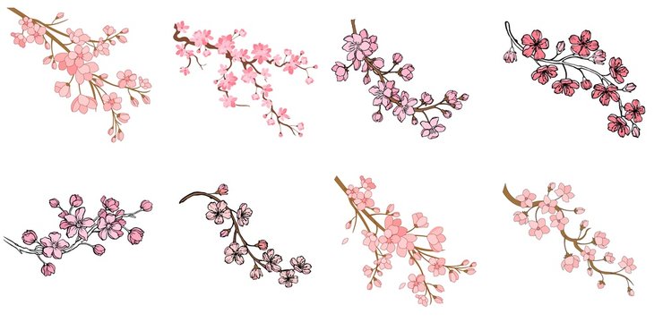 Set of branch of sakura with flowers and leaves on white background. Cherry blossom spring design. Vector illustration.