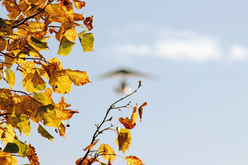 Yellow maple leaves  and blurred motorized hang glider flying on the blue sky background