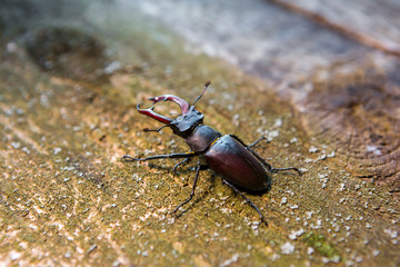 Stag beetle on a wooden background. Big horned beetle.