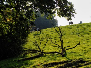 Kühe auf einer Wiese im Abendlicht