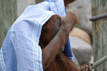 Orangutan © Kari