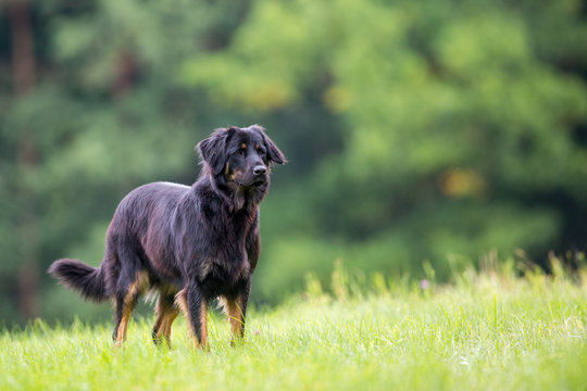 Female Hovawart dog on perfect green background. Image with space for a text