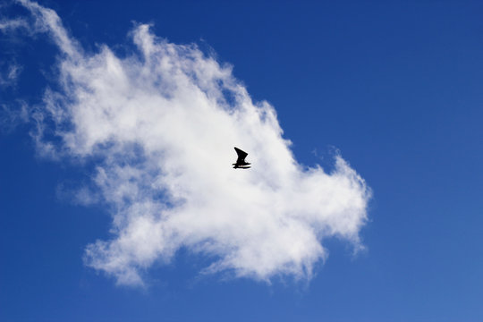 Motorized hang glider flying in the blue  cloudy sky