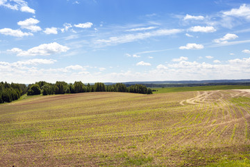 Fototapeta premium Agriculture, summer