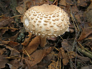 Forest mushroom photo.