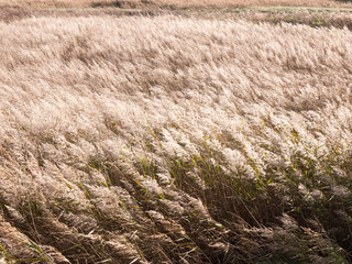 swaying lush white fleecy grass reeds texture from above sunny