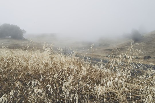 A road winds through a foggy field.