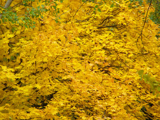 Background of autumn yellow leaves