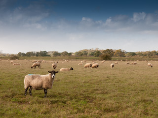 beautiful farm field with sheep grazing on grass summer day one standing up front