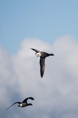 Brent Goose, Branta bernicla