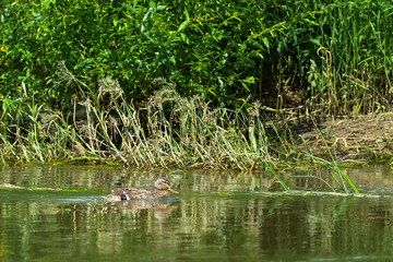 Lonely wild duck swims along the river bank on summer sunny day