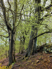 forst trees in spring with new green leaves on a steep hillside with an old stone wall