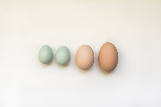 Various sizes of backyard chicken eggs.