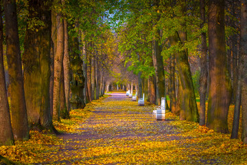 Autumn alley. A deserted alley in the park.