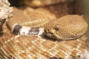 Red Diamond Rattlesnake