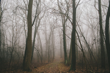 Foggy autumn forest