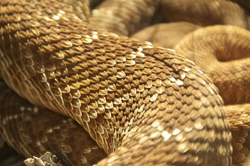 Scale Pattern of a Red Diamond Rattlesnake