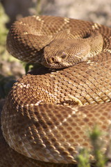 Obraz premium Red Diamond Rattlesnake