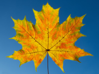 Colorful autumn maple leaf