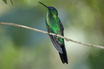 Fototapeta na wymiar Kolibri