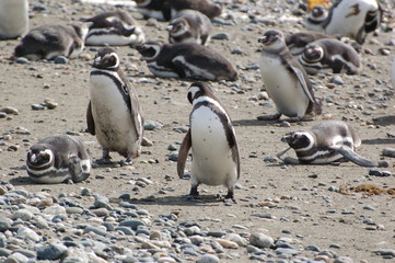 Fototapeta premium Pinguin