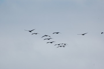 Vogelzug