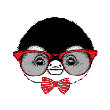 Image Portrait of cartoon penguin in the cravat and with glasses. Vector illustration.