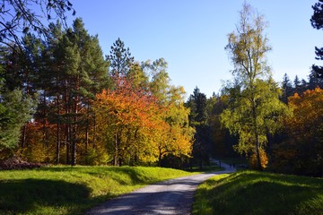 Colorful trees, autumn, road
