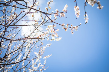 Plum Blossoms with Cloudy Sky