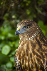 NZ Swamp Harrier