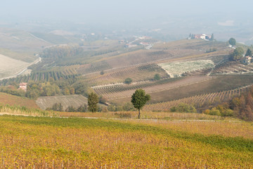 Fototapeta na wymiar Autumnal landscape of vines and hills in Langhe, Northern Italy