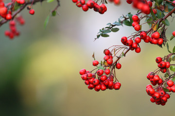 Red decorative tree seeds 