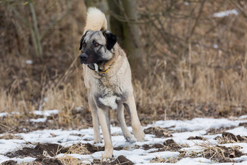 Anatolian Shepherd © CharlitoCZ