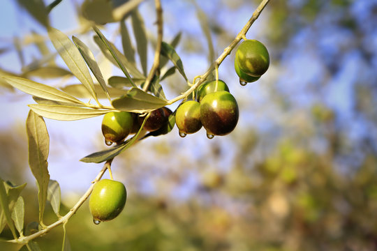Mature olives with leaves on the branch of an olive tree before olive harvest