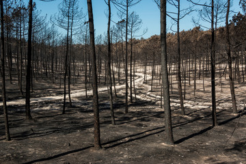 Fires in Portugal - Leiria pine forest great fire.