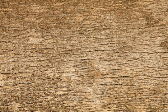 Tropical Tree Trunk Texture Background