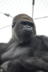 Gorilla