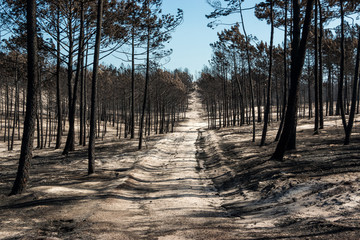 Fires in Portugal - Leiria pine forest great fire.
